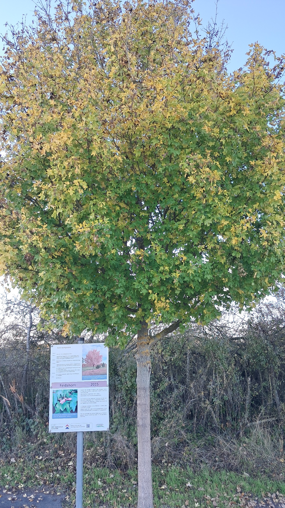 Baumpflanzung der SMV